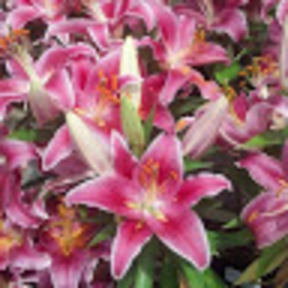 Meet your Posher, Kristen - Picture 1 of 1